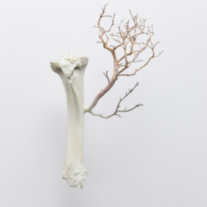 Myeongbeom Kim, Untitled, 2013, Bone, manzanita branch, 33 x 26 x 60 cm