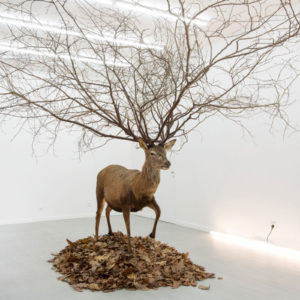 Myeongbeom Kim, Deer, 2008, Deer Taxidermy, leaves, tree branches, 550 x 550 x 400 cm